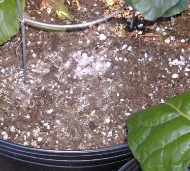 Soil/Hydroponic Growing Medium shown here is too dry.